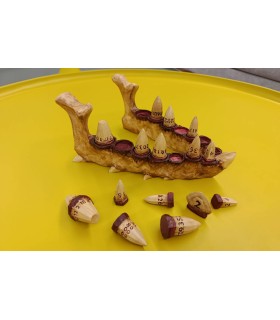 آرواره اژدها مدل تاس دانجنز Dnd Dragon's Jaw