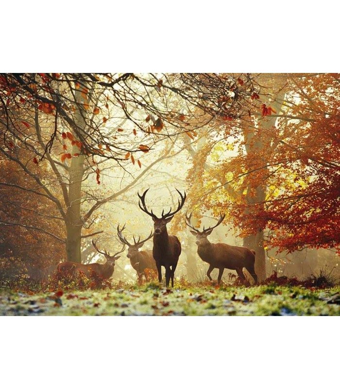 پازل 1000 تکه (Magic Forests)