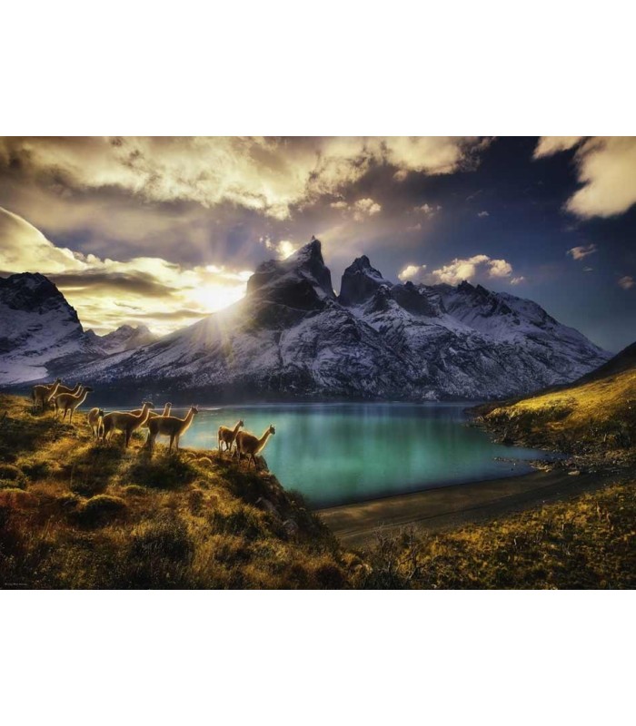 پازل 1000 تکه (Avh Guanacos)