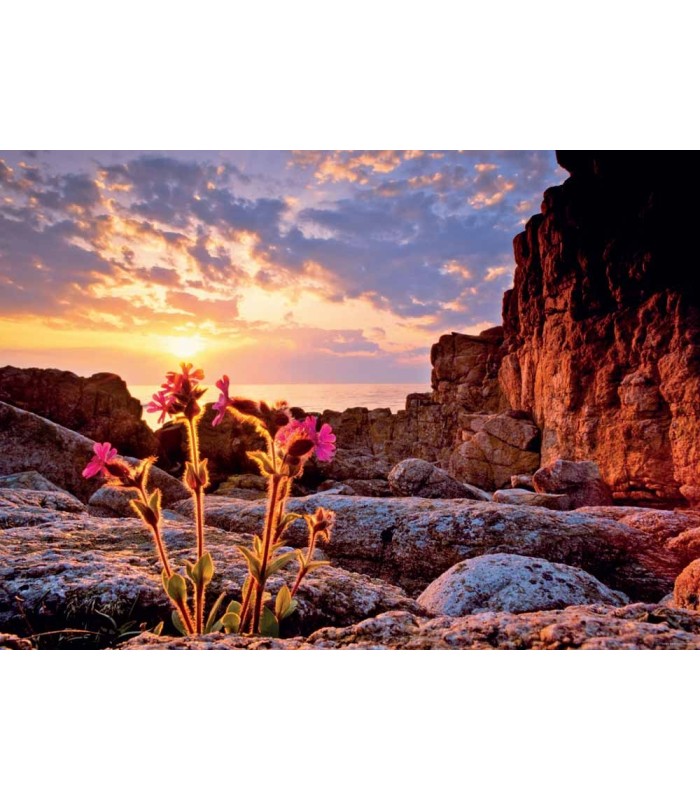 پازل 1000 تکه (Red Campion)